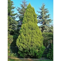 Chamaecyparis lawsoniana - Oregoni hamisciprus FL100/125
