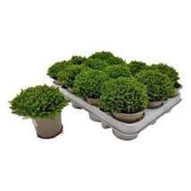 Hebe - örökzöld veronikacserje CS10