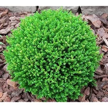 Hebe - örökzöld veronikacserje CS17