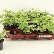 Hedera Eva mix borostyán Cs12