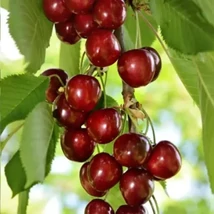 Gyümölcsfa 'Hedelfingeni óriás' cseresznye K15 6/8 200/250