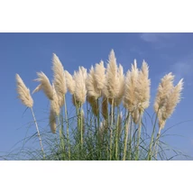 Cortaderia selloana - Pampafű fehér K2
