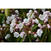 Kalmia latifolia 25-30 Hegyi babér K5 25/30