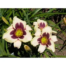 Hemerocallis Moonlit Masquerade- Sásliliom K2