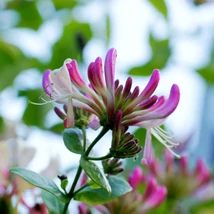 Lonicera Henryi - Örökzöld kúszó lonc P15 40-60