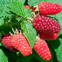 Rubus idaeus Delniwa- Folytontermő málna K2 20-60