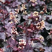 Heuchera 'Shanghai' - Tűzeső Cs14