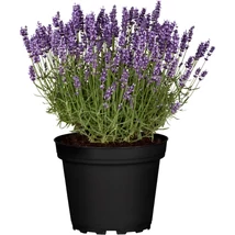 Lavandula x Intermedia Grosso Cs19