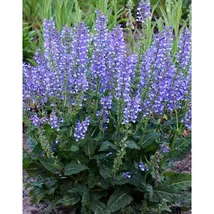Salvia 'Azure Snow' – Hibrid zsálya CS14