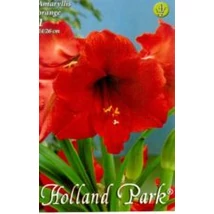 Amaryllis 1-db Hippeastrum Dupla bordó