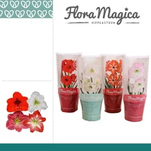 Hippeastrum in varieties 2 shoots FM - Amarylis színmix 2 virágszárral P12
