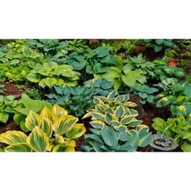 Hosta - Árnyliliom Mix CS14