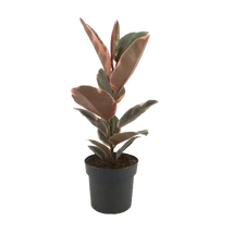 Ficus elastica belize - Szobafikusz foltos levelü