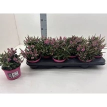 Hebe - Veronikacserje Bright pink 15 cm