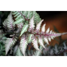 Athyrium niponicum var. pictum 'Burgundy Lace' – Japán hölgypáfrány cs9