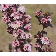 Physocarpus opulifolius 'Tiny Wine' – Bangitalevelű hólyagvessző K10,5 T80