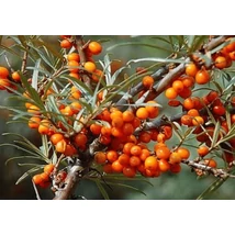 Hippophae rhamm. 'Leikora' - Termős homoktövis K2 40/50