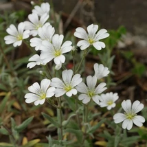 Cerastium tomentosum - Molyhos madárhúr