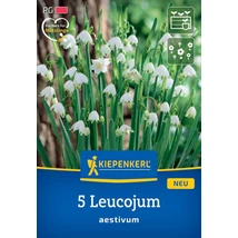 Kiepenkerl  Leucojum aestivum Hópehely 5db