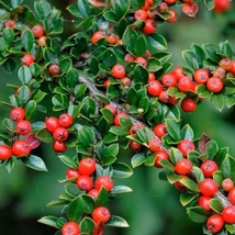 Cotoneaster horizontalis 'Variegata' – Tarkalombú madárbirs K15/18 T80 extra 