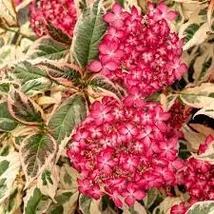 Hydrangea serrata 'Euphoria Pink' - Fűrészeslevelű hortenzia P15