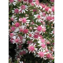 Aster lateriflorus Horizontalis – Őszirózsa Cs14