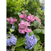 Hydrangea macrophylla - Kerti hortenzia M