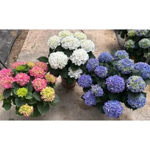 Hydrangea macrophylla - Kerti hortenzia K17 