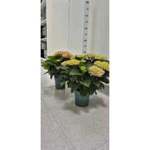 Hydrangea mac. magical mix - Hortenzia színkeverék hajtatott EXTRA P14