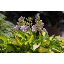 Hosta ‘Lakeside Little Tuft’ – Törpe árnyékliliom CS14