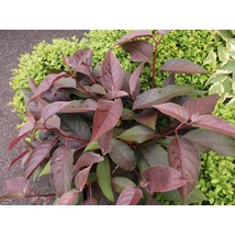 Hydrangea aspera HOT CHOCOLATE - Érdes levelű hortenzia K2 20-40