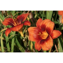 Hemerocallis Hot Town - Sásliliom K2