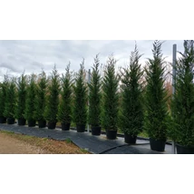 x Cupressocyparis leylandii  - Leylandi ciprus 250 