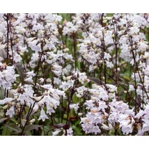 Penstemon digitalis Husker Red - Bíborlevelű bugatölcsér CS9