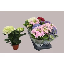 Hydrangea macrophylla - Kerti hortenzia