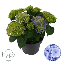 Hydrangea macrophylla 'Mophead Blue' - Kék kerti hortenzia BIG P23 40/60