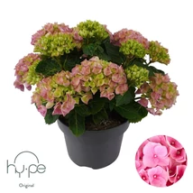 Hydrangea macrophylla 'Mophead Pink' - Rózsaszín kerti hortenzia BIG P23 40/60