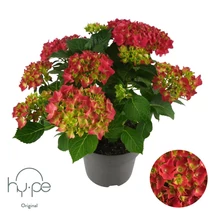 Hydrangea macrophylla 'Mophead Red' - Rózsaszín kerti hortenzia BIG P23 40/60