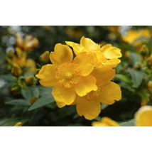 Hypericum Hidcote – Orbáncfű, sárga virágú díszcserje K2