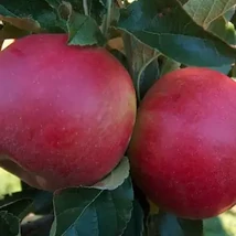 Malus domestica 'Idared'- Idared alma K9 150/200