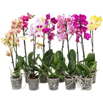Orchidea 1 ágas mix