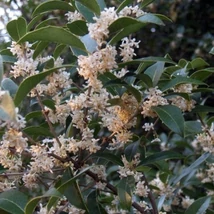 Osmanthus Burkwoodii-  illatcserje K2
