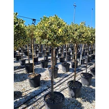 Ilex aquifolium 'Argenteomarginata'  - Tarkalevelű magyal C35 T120 1/2törzses EXTRA