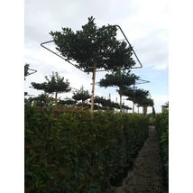 Ilex x 'Nellie R. Stevens' - Magyal örökzöld Tr.270 Ernyő 12/14  EXTRA