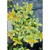 Osmanthus heterophyllus Goshiki - Tarkalevelű illatcserje Cs19