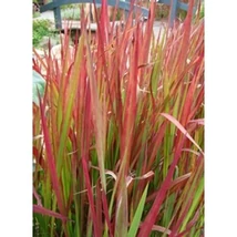 Imperata cy. Red Baron - Bordó levelű alangfű cs14