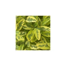 Salvia officinalis Icterina CS14
