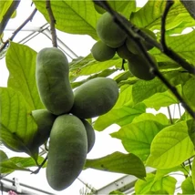 Asimina triloba - Indián banán 