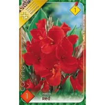 Canna virág Indica Red 1-db os