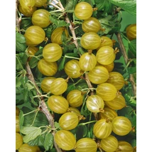 Ribes uva-crispa Hinnonmaki gelb-  Egres, köszméte sárga K2 30/40